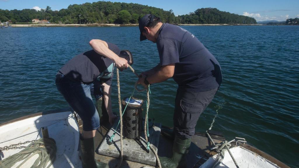 n informe revela que la calidad de las aguas en el Río Ulla es muy buena.