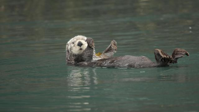 Una nutria marina.