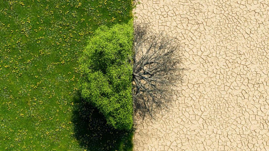 Los efectos del cambio climático en la flora.