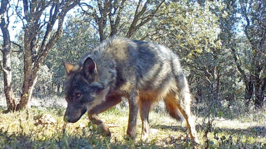 Imagen de un lobo en Castilla y León