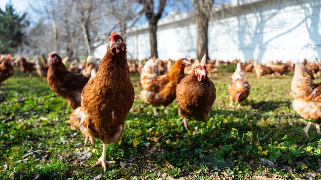 Gallinas ponedoras.