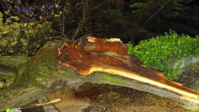 Árbol caído en la ronda de Alarcos de Ciudad Real.