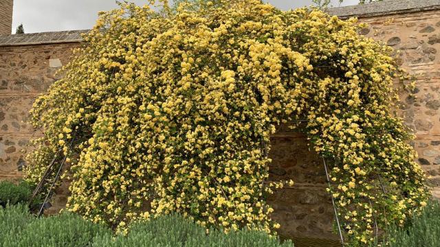 Este gigante rosal amarillo anuncia la primavera en Toledo