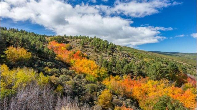 Uno de los últimos bosque de alcornoques en Europa: Almería alberga un tesoro ecológico casi desconocido