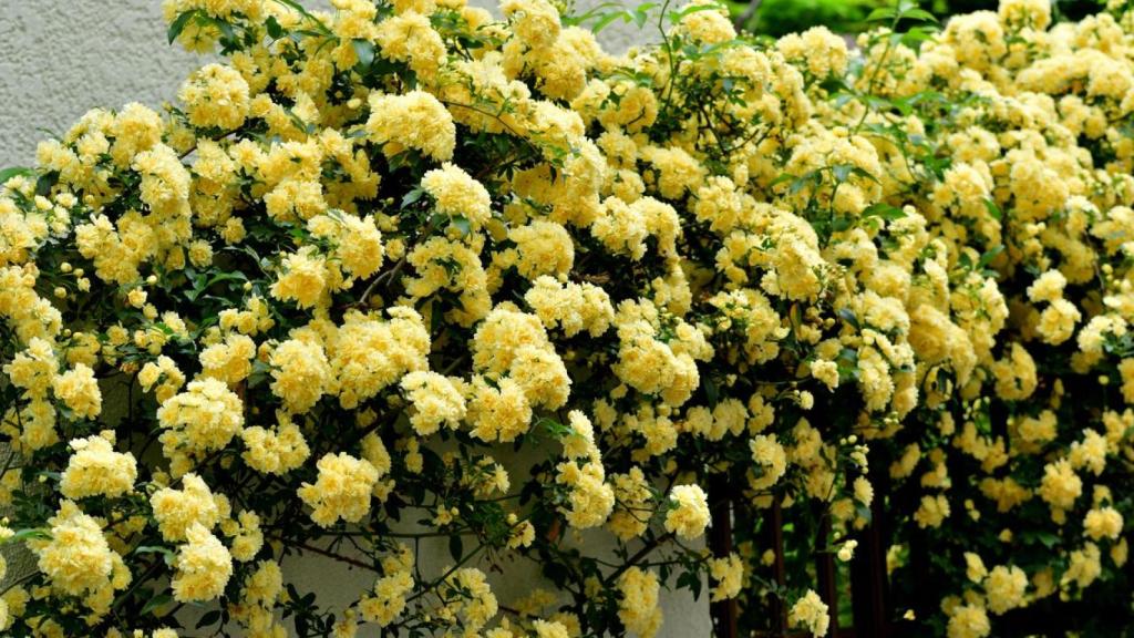Rosal Banksiae.