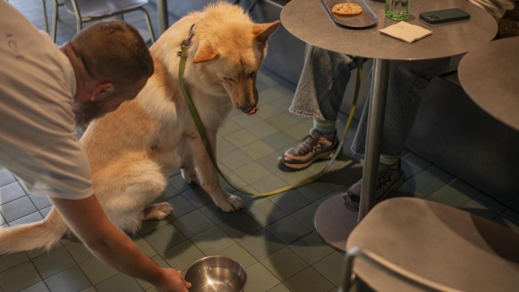El Café Santiago se ocupa de que nadie, incluido tu perro, tenga sed.