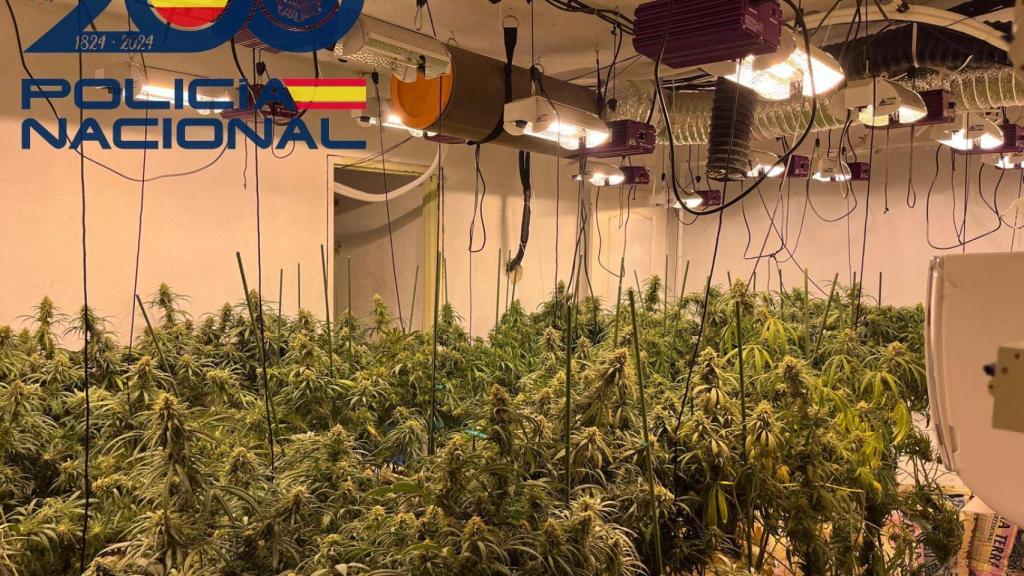 El huerto vertical de marihuana desmantelado en las Tres Mil Viviendas.
