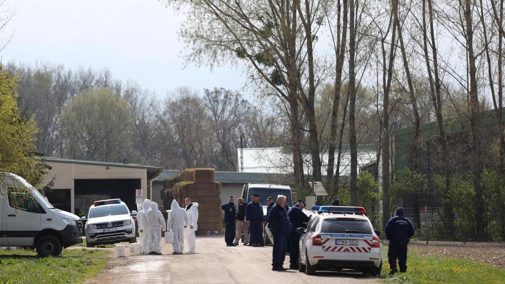 Una granja de Dunakiliti, Hungría, intervenida por las autoridades por un brote de fiebre aftosa.