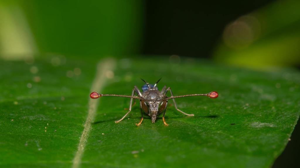 Una mosca de ojos saltones, perteneciente a la familia Diopsidae.