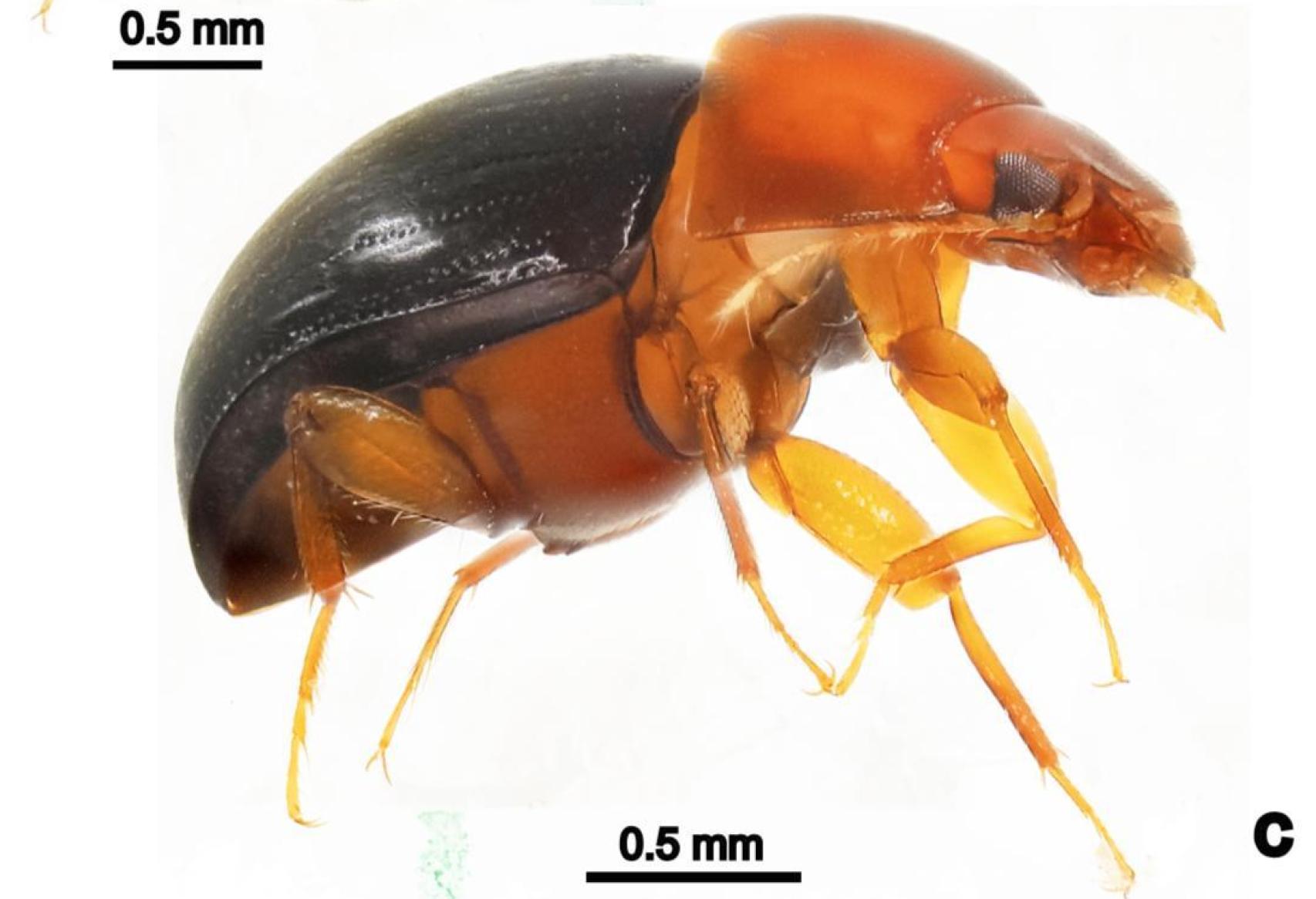 Este pequeño escarabajo era desconocido hasta ahora para la ciencia.