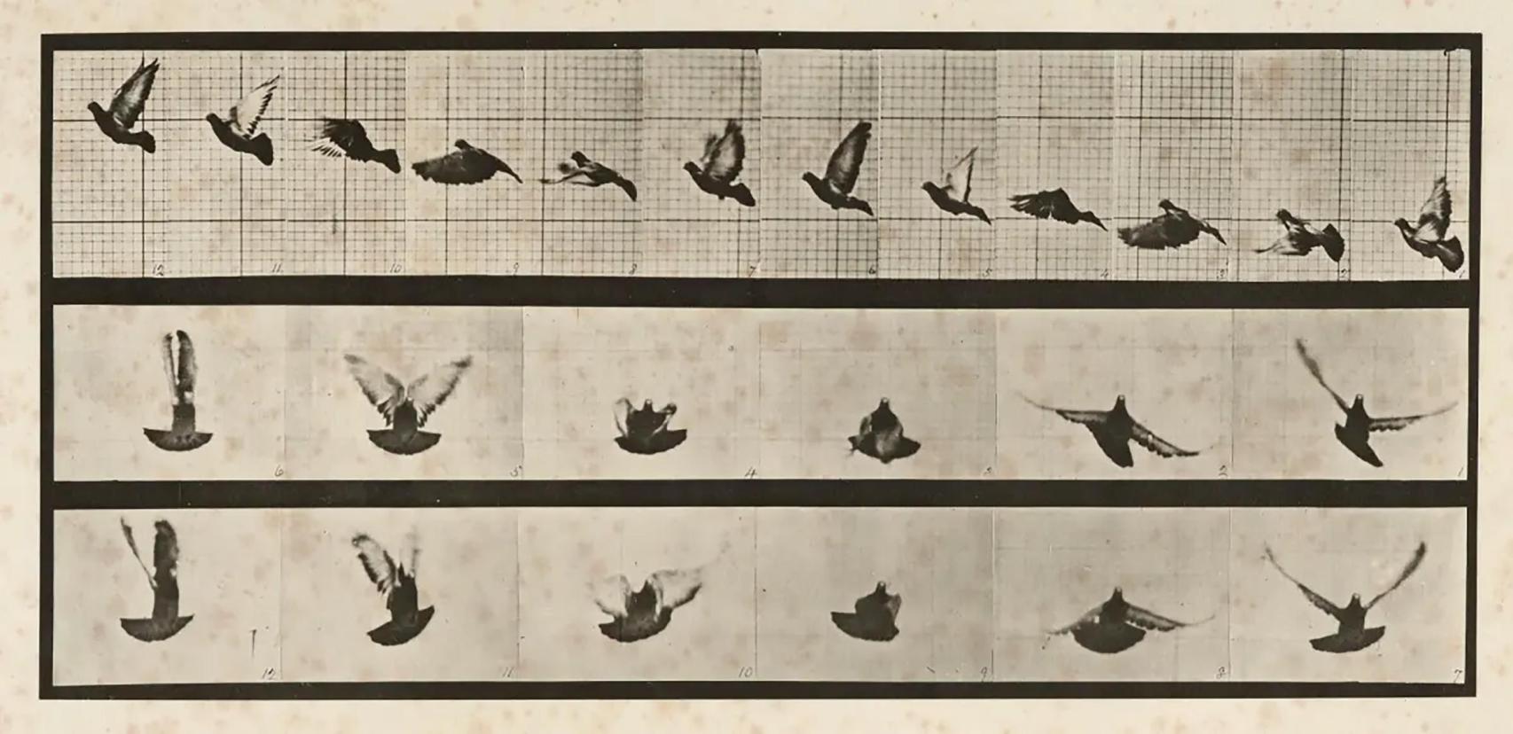 Eadweard Muybrige: 'Animal locomotion, imagen 132', 1887. Foto: MUN