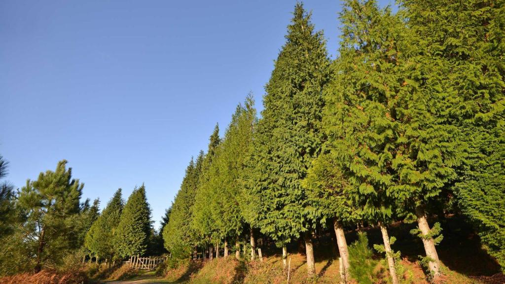 Bosque de Colón
