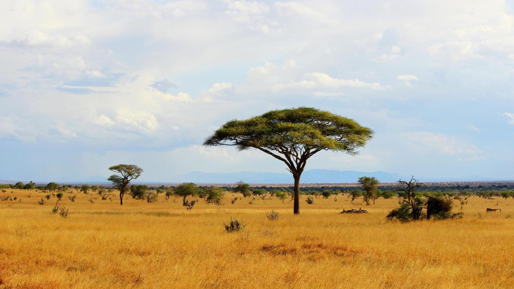 Los pastizales de la sabana africana en Kenia.