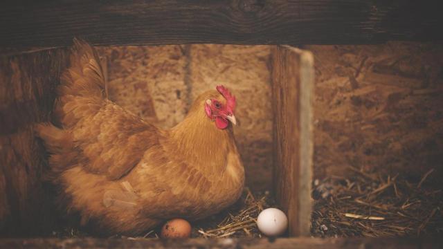 La transferencia de conocimiento en el mundo de los huevos, nuevo apuesta en Guadalajara.