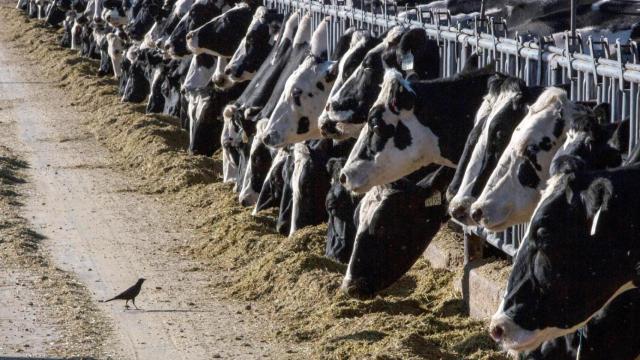 Vacas en una explotación ganadera.