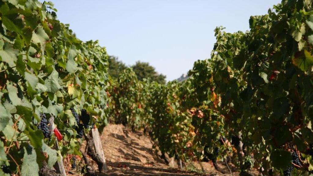 Viñedos en Cangas del Narcea, la única IGP en toda Asturias.