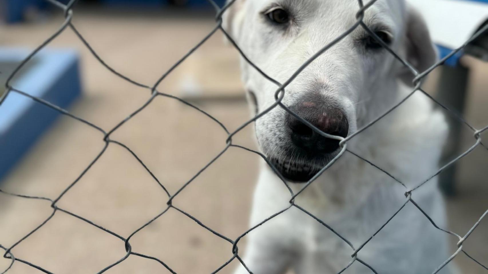 Medio Ambiente entrega cerca de 54.000 kilos de suministros para animales. GVA