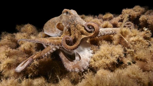El pulpo de nueve brazos documentado por científicos de Vigo y Baleares