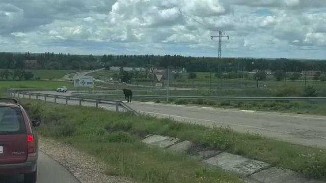 Una vaquilla se escapa de Arroyo de la Encomienda (Valladolid)
