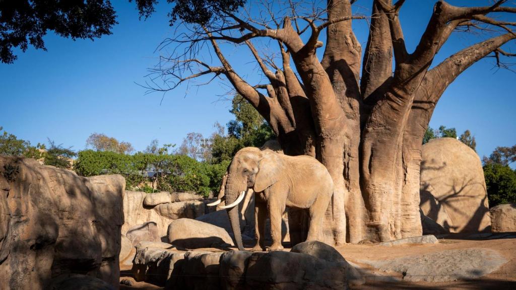 Bioparc Valencia.