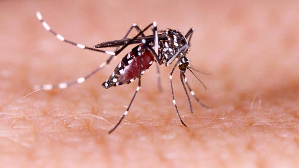 Mosquito Aedes aegypti.
