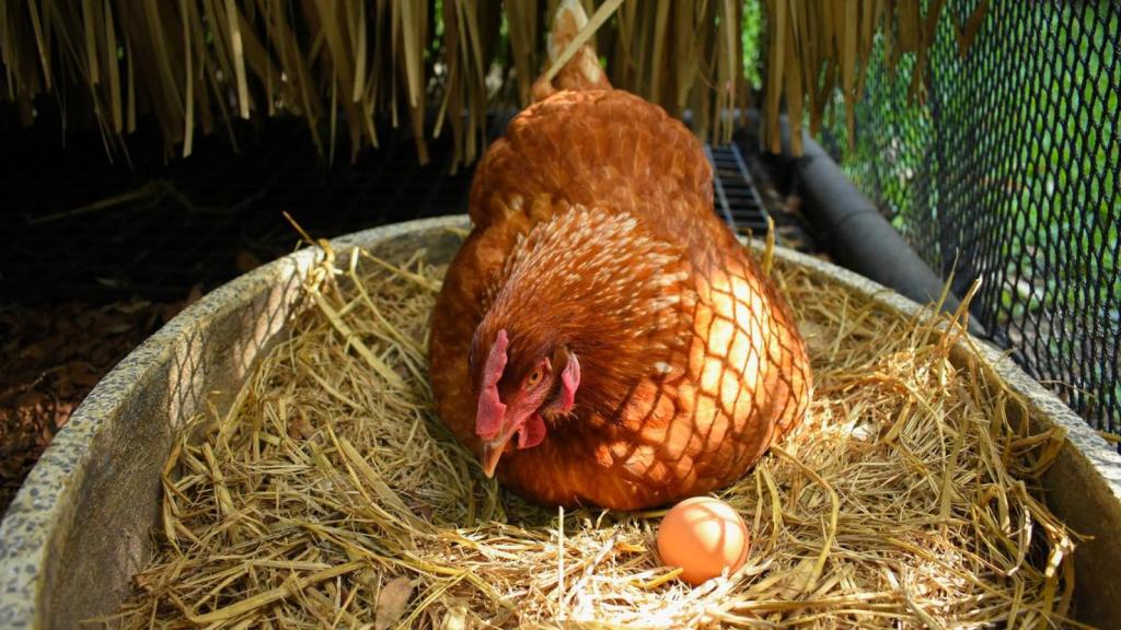 Una gallina ponedora.