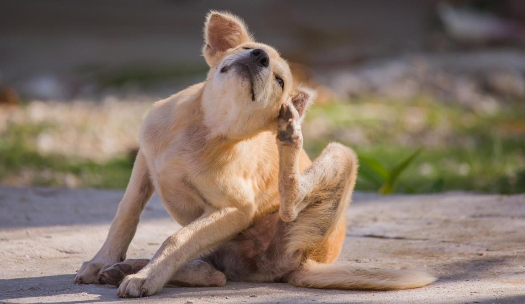 Un perro se rasca por una garrapata.