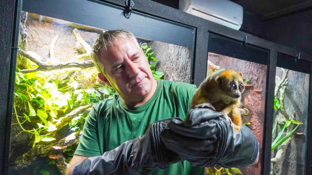David Marí sosteniendo un loris pigmeo, el único mamífero venenoso.