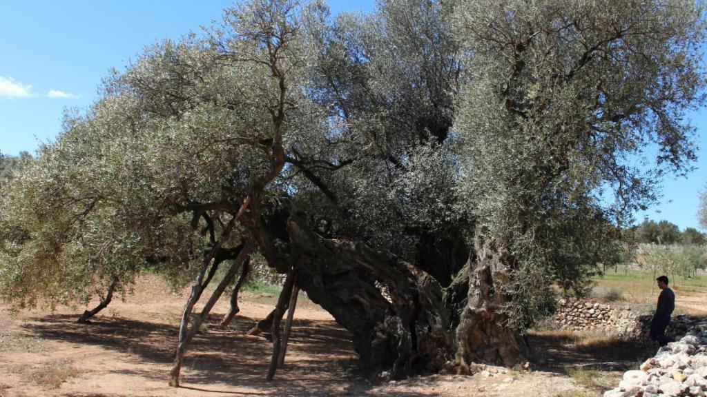 Olivos de El Poaig de El Maestrat.