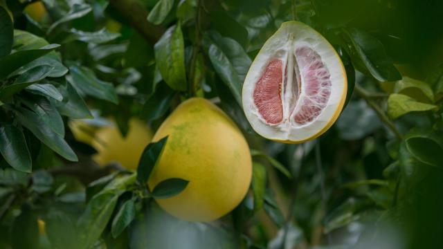 Pomelo chino