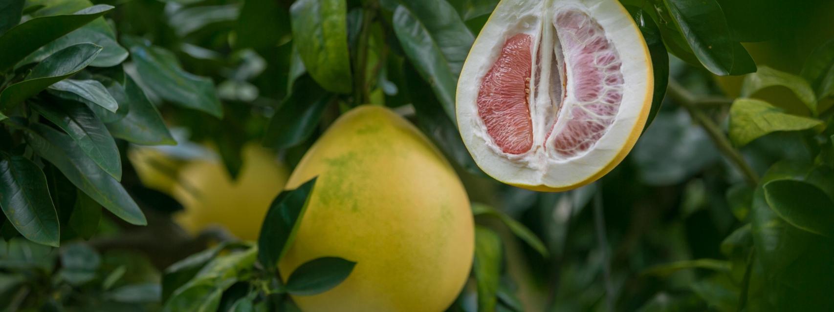 Pomelo chino