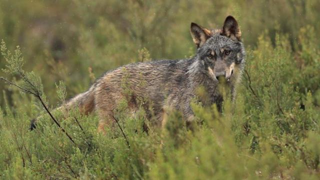 Un ejemplar de lobo ibérico.