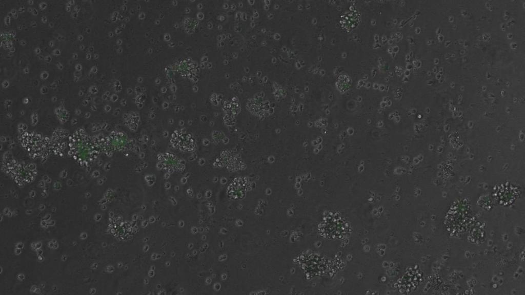 Células con el gen de la fluorescencia activado mediante un fragmento de ADN sintético.