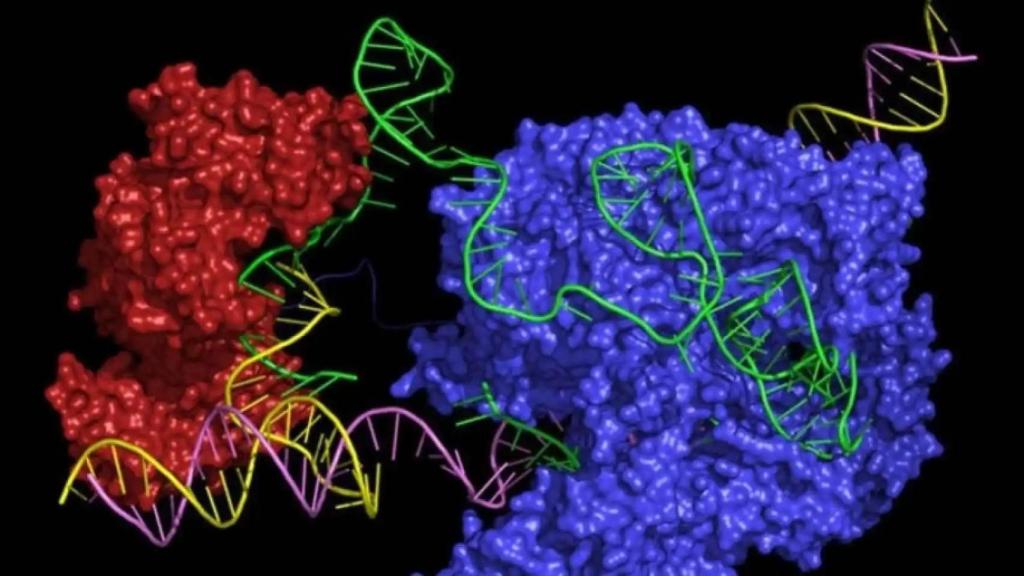La IA es capaz de diseñar potenciadores de los genes que no existen en la naturaleza.