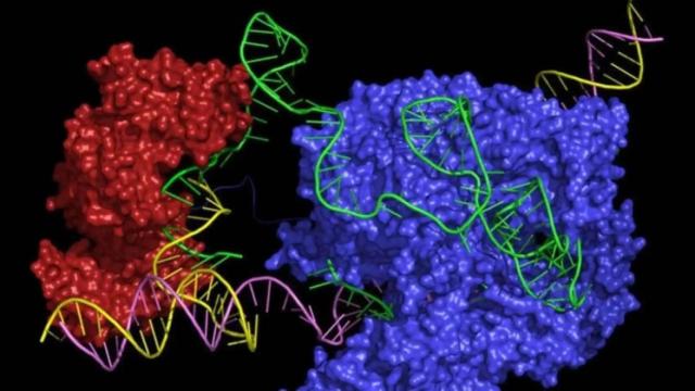 La IA es capaz de diseñar potenciadores de los genes que no existen en la naturaleza.