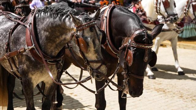Imagen de archivo de caballos en el Real de la Feria de Sevilla.