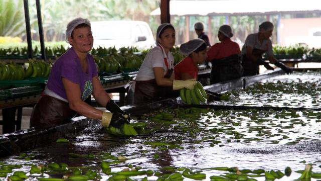 Trabajadoras procesando bananas. https://es.wikipedia.org