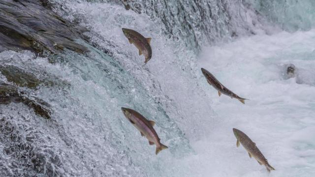 El salmón rojo hace el salto de las cataratas.