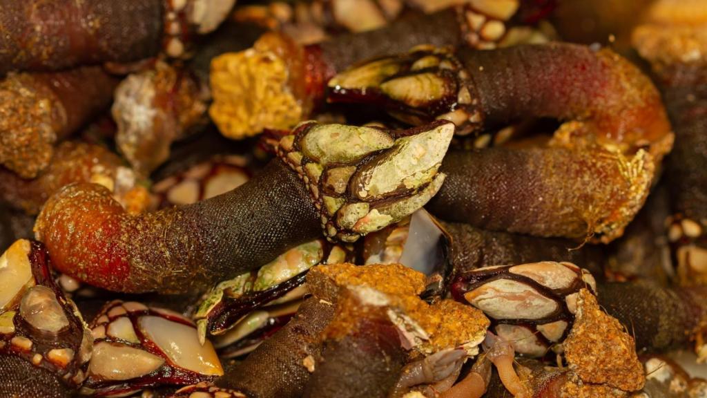 Percebes