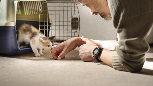 Un cachorro recién adoptado en su nuevo hogar.