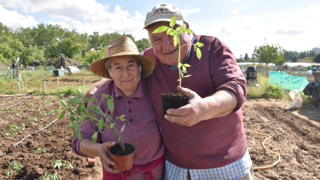 Feliciano y Ángela en su huerto ubicado en Valladolid