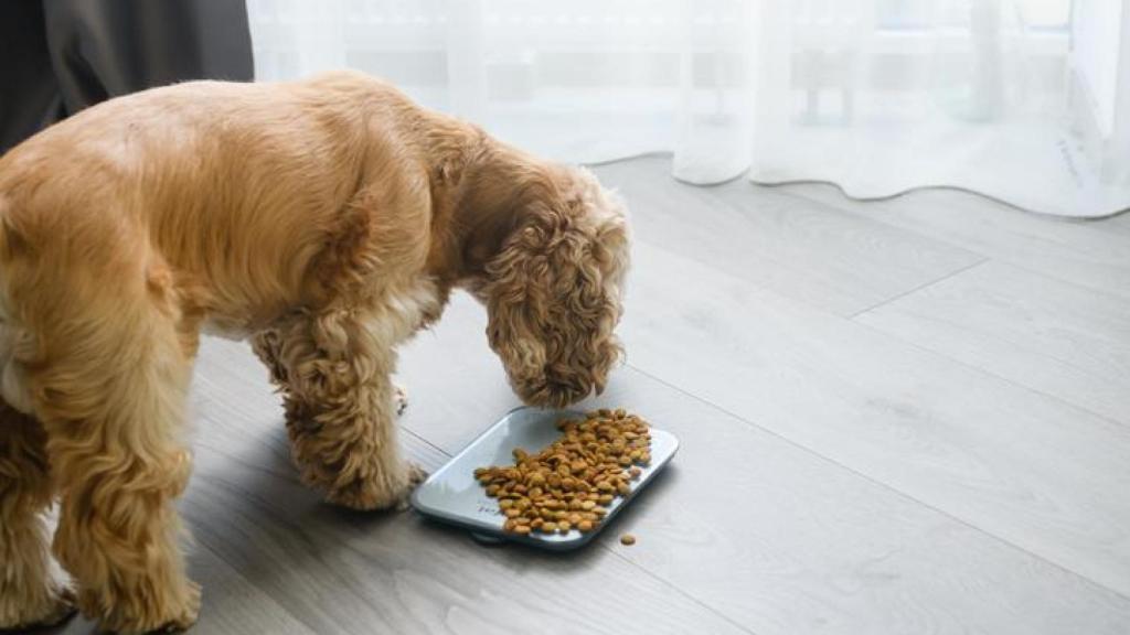 La alimentación de las mascotas es más importante de lo que parece.