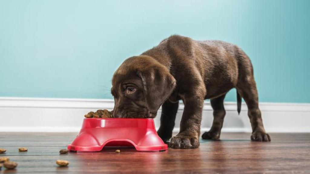 Los perros son muy vulnerables en sus primeros años de vida.
