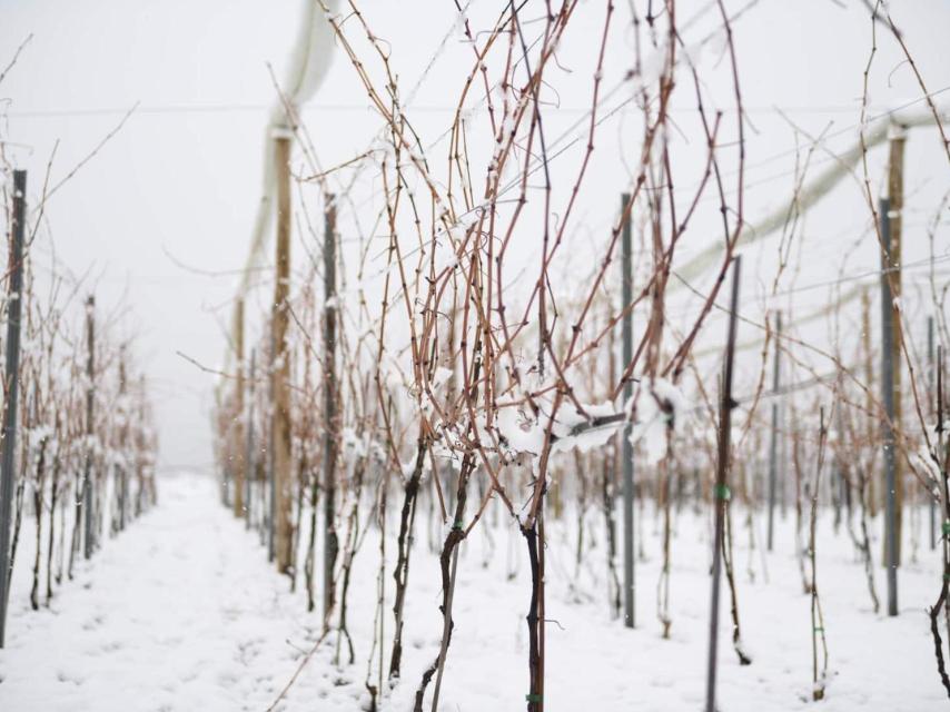 Viñas altas en Barbenuta