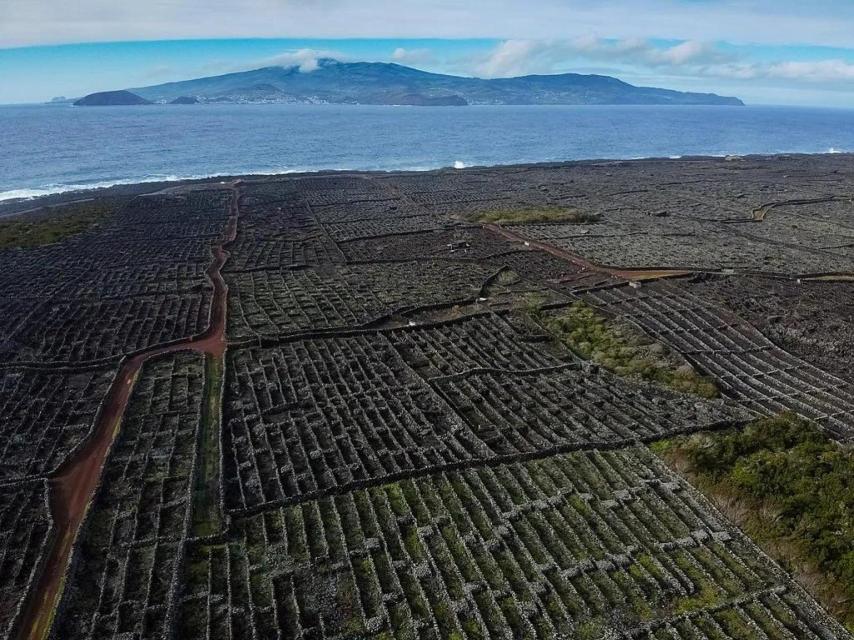 Horizonte de currais en la isla de Pico