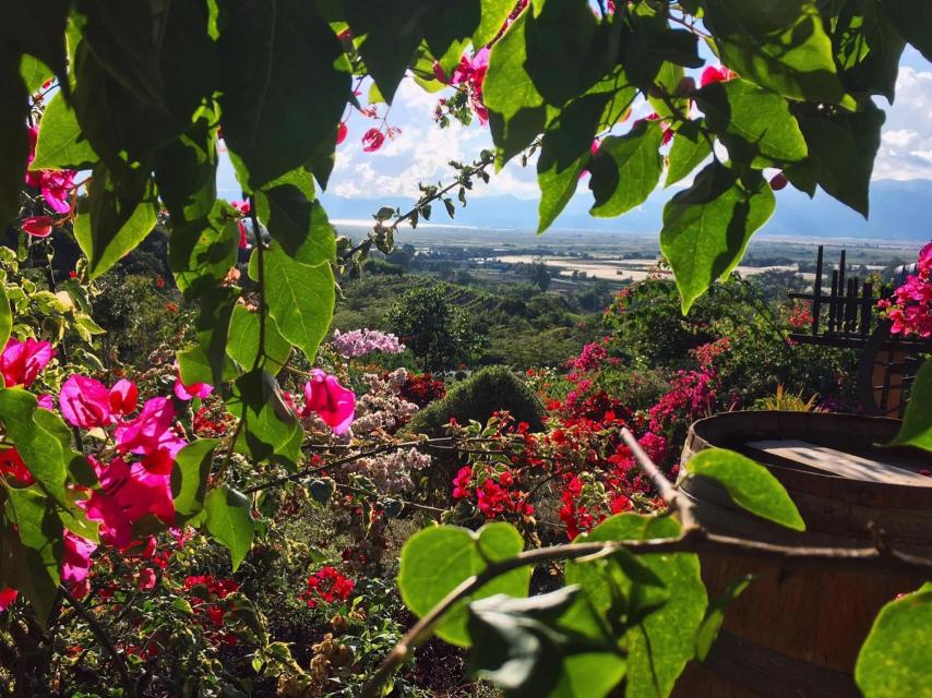 Viñedo en Myanmar