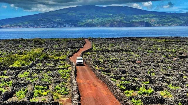 Viñedo en la isla de Pico, Azores