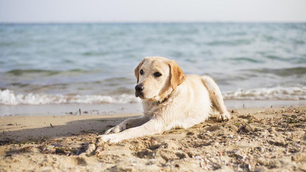 Los perros no pueden entrar en todas las playas.
