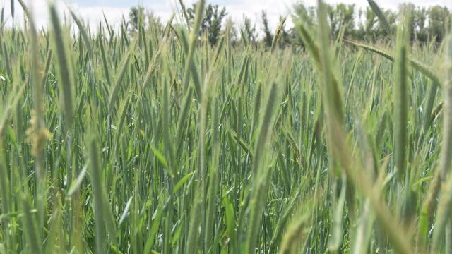 Campo de cereal