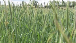 Campo de cereal